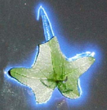 Kirlian Photography Leaf Aura