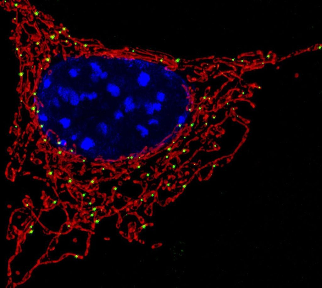 Mitochondria cells act as a Tesla battery pack