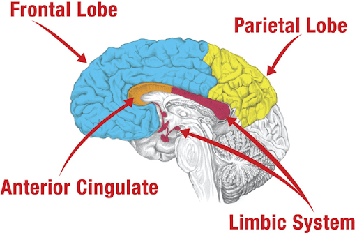 Brain Frontal Lobe Parietal Anterior Cingulate